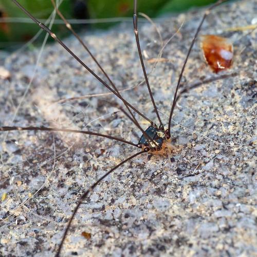 Réf. 307 077 : Leiobunum sp-a